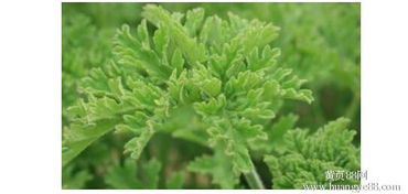 食用菌菌种报价与优质厂家推荐指南