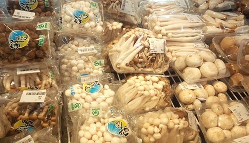 平菇生产技术规程征求意见 助推安徽食用菌产业高质量发展