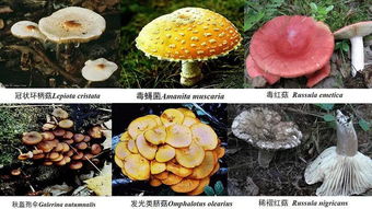 2018年云南野生菌中毒事件分析 从悲剧中汲取教训