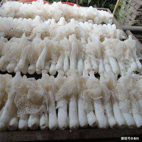 竹荪烘干机与食用菌烘干工艺 从菌种到成品的品质掌控
