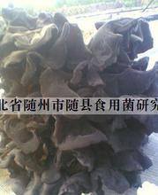 探秘蘑菇世界 从菌种图片到食用安全指南