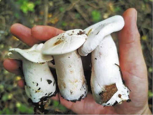 生物多样性新发现 韩城黄龙山褐马鸡自然保护区首次录得珍稀菌种大把子杯桩菇