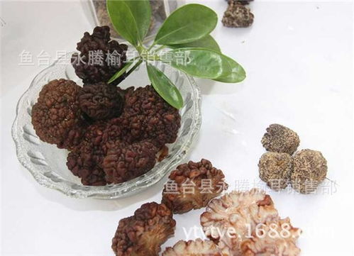 济阳白木耳与永腾榆耳 优质食用菌菌种推荐指南