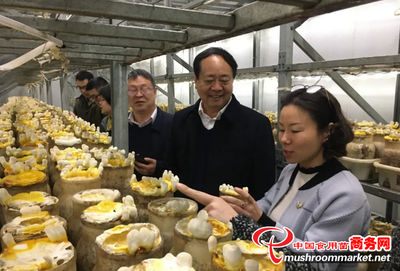 食用菌菌种创新与产业升级 上海农科院食用菌研究所调研河南世纪香产业园纪实