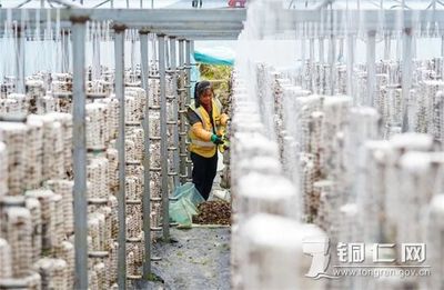 万山生态智慧农场 科学种菌助燃乡村振兴新引擎
