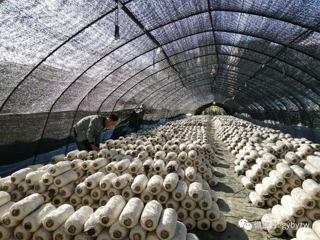 全力打造“产业新城、品质白云”系列报道之一 小菌种撬动大产业，白云区食用菌培育走出新路径